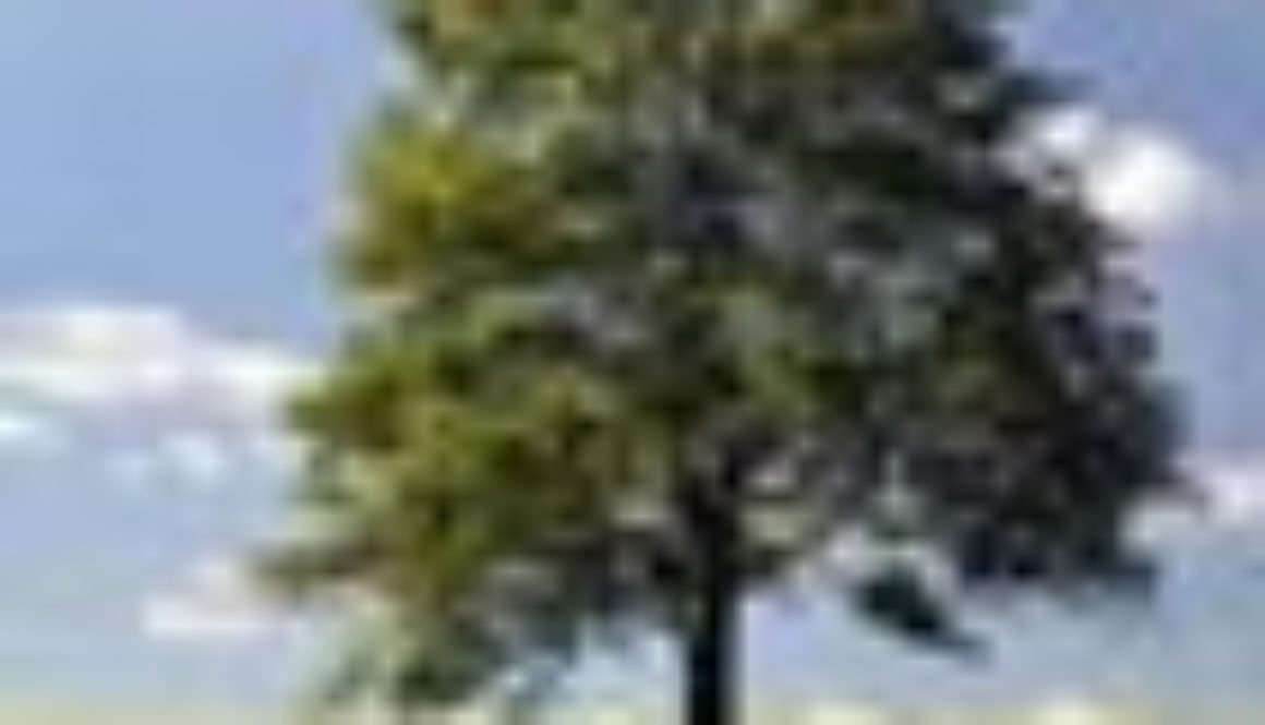 albero 70