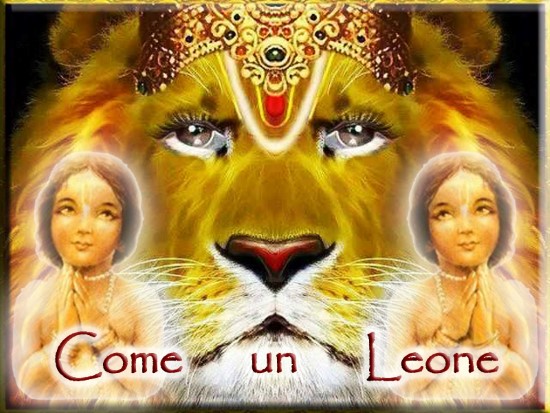 come un leone 550