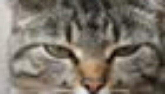 gatto 70