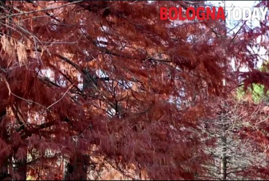 diventare alberi botoday 55