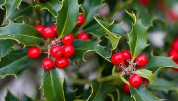 VIVERE SOSTENIBILE DICEMBRE